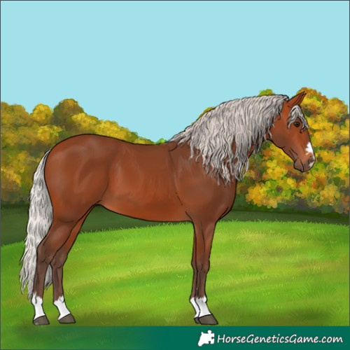Horse Color:Silver Bay 