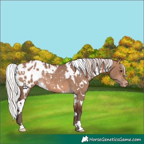 Horse Color:White Spotted Silver Bay Dun Appaloosa Rabicano 
