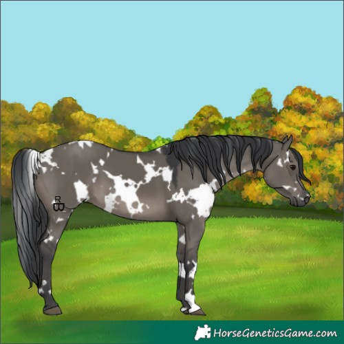 Horse Color:White Spotted Grullo 