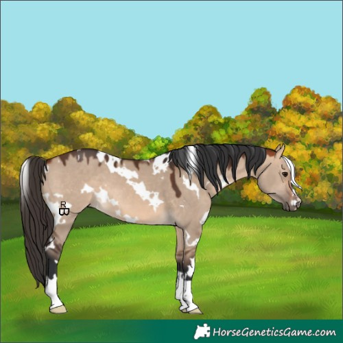 Horse Color:White Spotted Bay Dun 