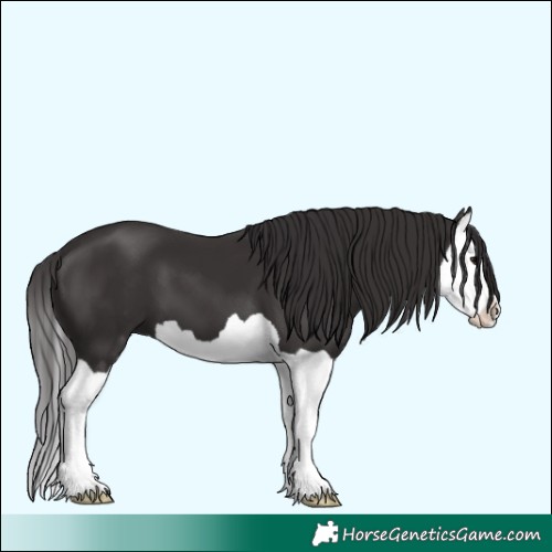 Horse Color:Smoky Black Splash 