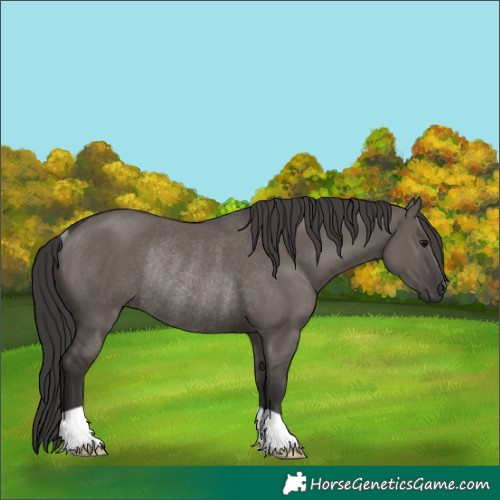 Horse Color:Smoky Grullo Rabicano