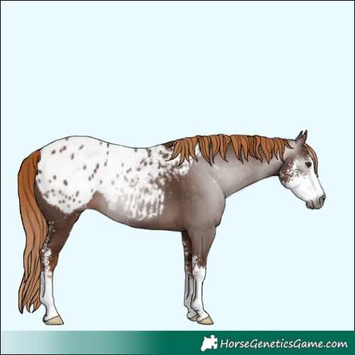 Horse Color:Gray Chestnut Sabino Blanket 