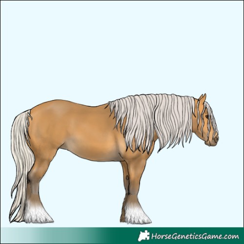 Horse Color:Silver Buckskin 