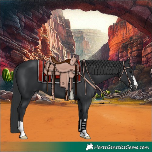 Horse Color:Black 