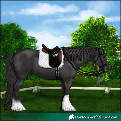 Horse Color:Smoky Black