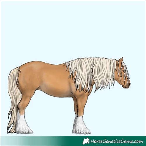 Horse Color:Palomino 