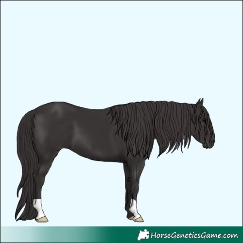 Horse Color:Smoky Black 