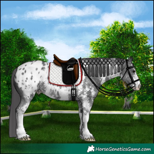 Horse Color:Black Sabino Appaloosa 