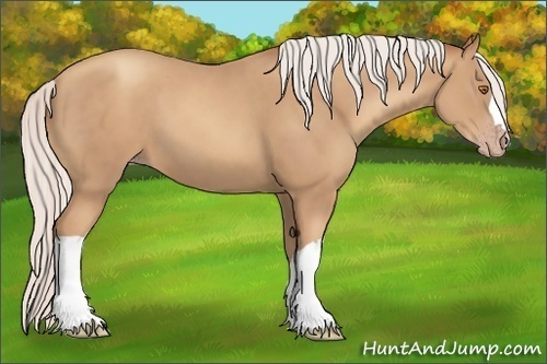 Horse Color:Silver Classic Champagne 