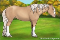 Horse Color:Silver Classic Champagne