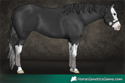 Horse Color:Black Splash 