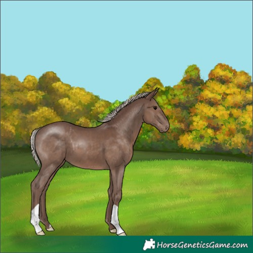Horse Color:Silver Black