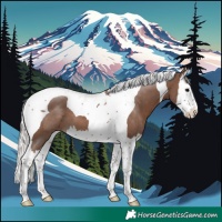 Horse Color:Silver Black Splash Tobiano