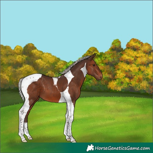 Horse Color:Silver Brown Tobiano 