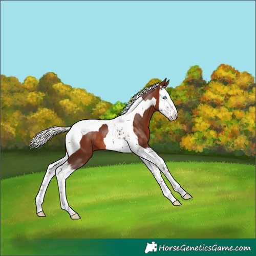 Horse Color:Silver Brown Splash Tobiano 