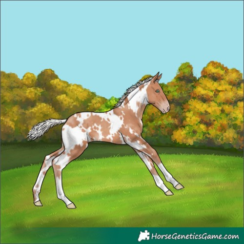 Horse Color:White Spotted Silver Sable Champagne 