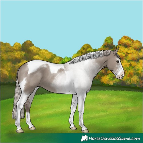 Horse Color:Silver Grullo Sabino Tobiano 