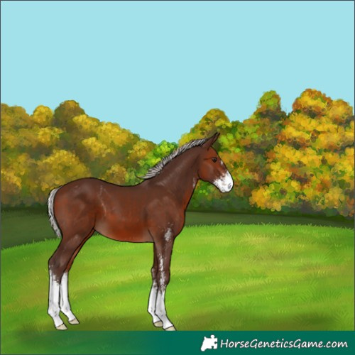 Horse Color:Silver Brown Sabino