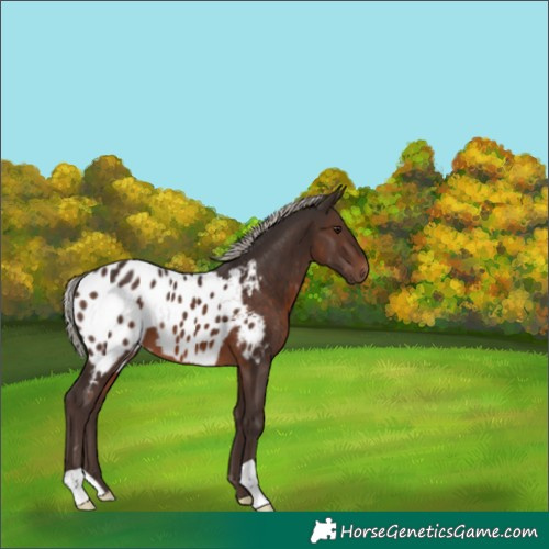 Horse Color:Silver Brown Appaloosa