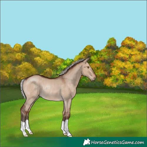 Horse Color:Silver Brown Dun Rabicano