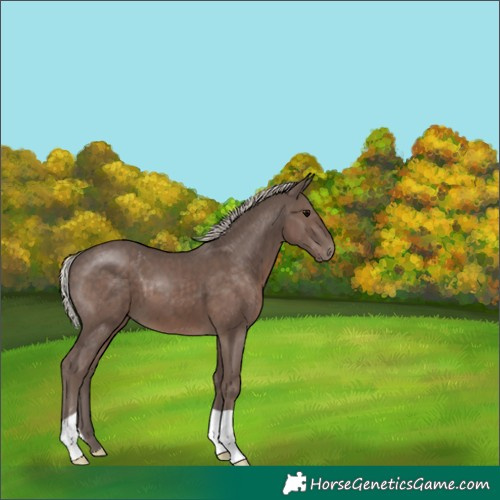 Horse Color:Silver Black 
