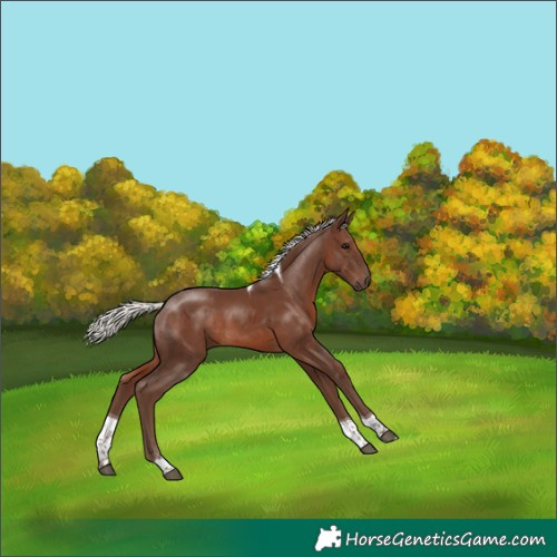 Horse Color:Silver Black Tobiano