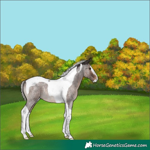 Horse Color:Silver Brown Roan Splash Tobiano Rabicano 