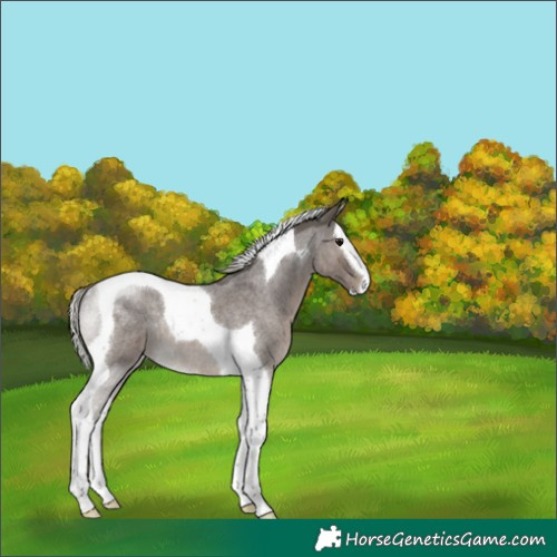 Horse Color:Silver Blue Roan Splash Tobiano