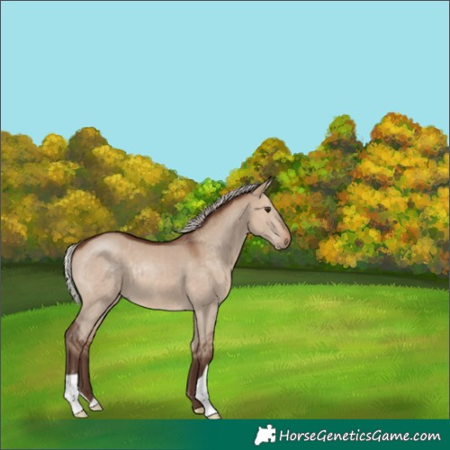Horse Color:Silver Brown Dun