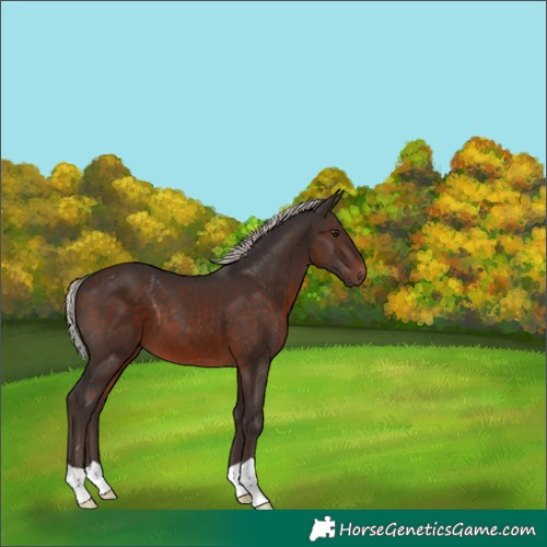 Horse Color:Silver Brown 