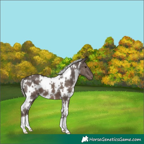 Horse Color:White Spotted Silver Black