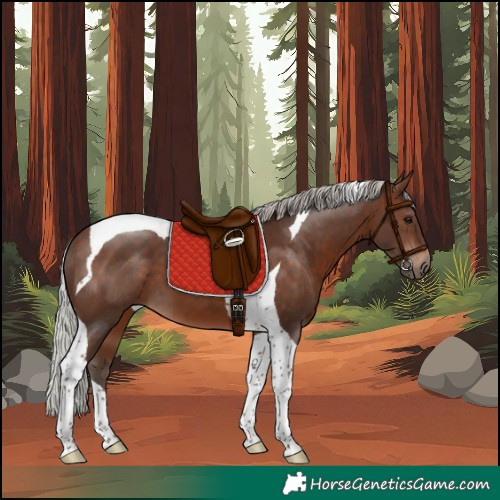 Horse Color:Silver Brown Tobiano