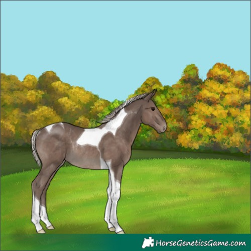 Horse Color:Silver Black Tobiano Rabicano 