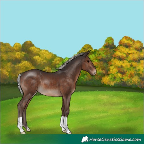 Horse Color:Silver Brown