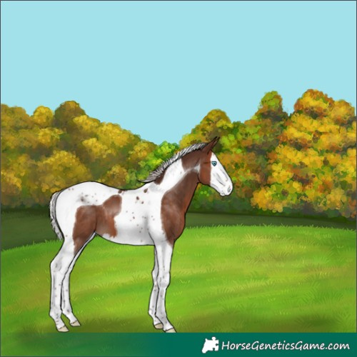 Horse Color:Silver Brown Splash Tobiano 