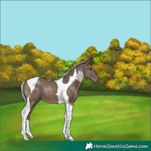 Horse Color:Silver Black Tobiano 