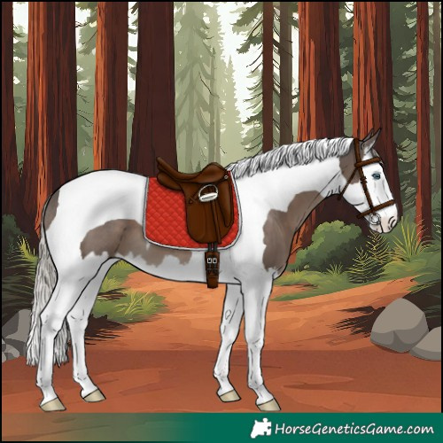 Horse Color:Silver Black Splash Tobiano 