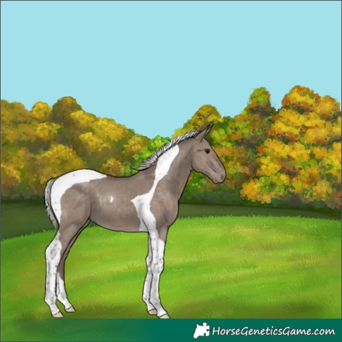 Horse Color:Silver Grullo Tobiano