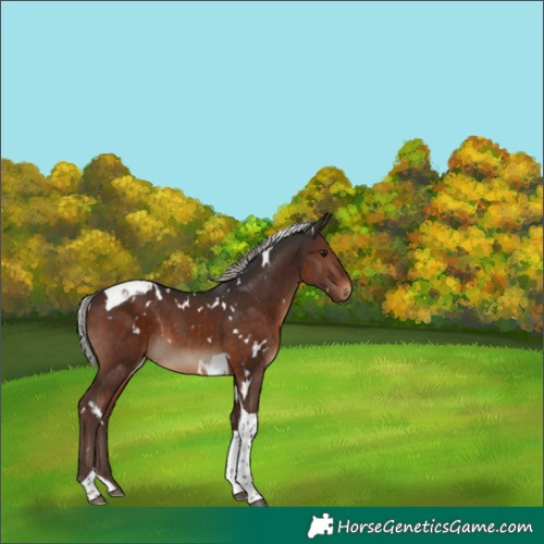 Horse Color:White Spotted Silver Brown Tobiano