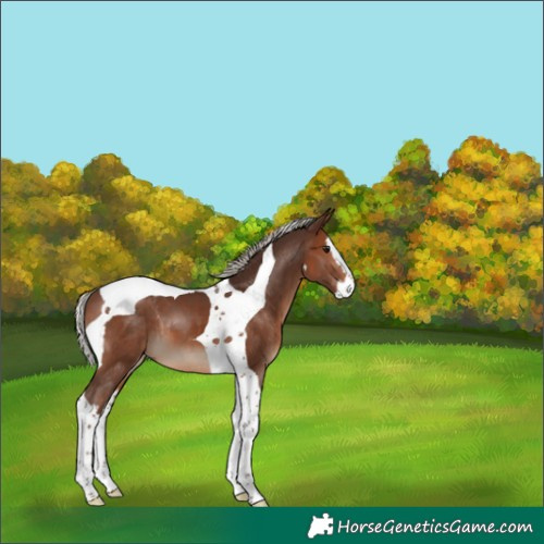 Horse Color:Silver Brown Splash Tobiano 