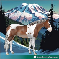 Horse Color:Silver Brown Splash Tobiano