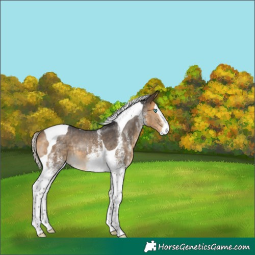 Horse Color:White Spotted Silver Buckskin Splash Tobiano 