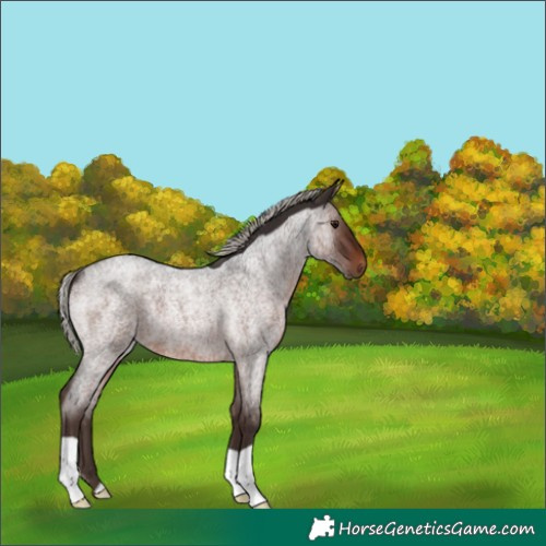 Horse Color:Silver Brown Roan