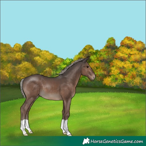 Horse Color:Silver Black 