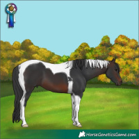 Horse Color:Brown Tobiano 