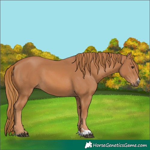 Horse Color:Chestnut 