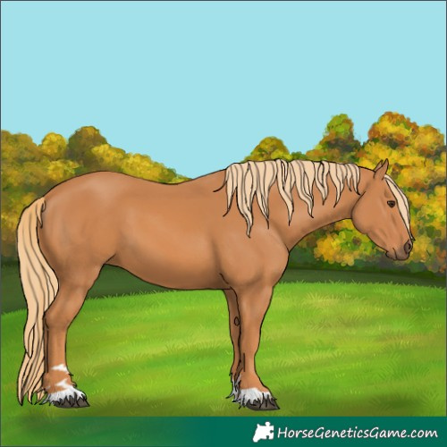 Horse Color:Chestnut 