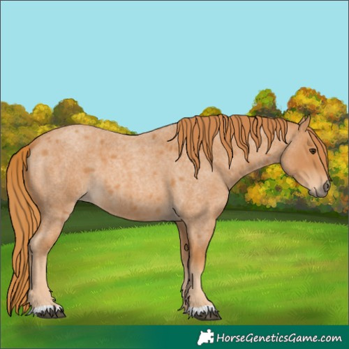 Horse Color:Red Roan 