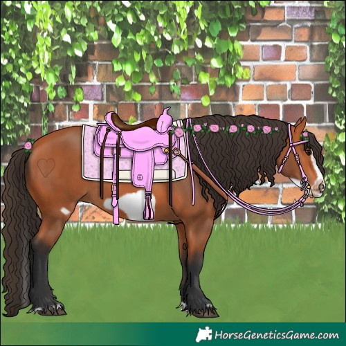 Horse Color:Bay Splash Frame